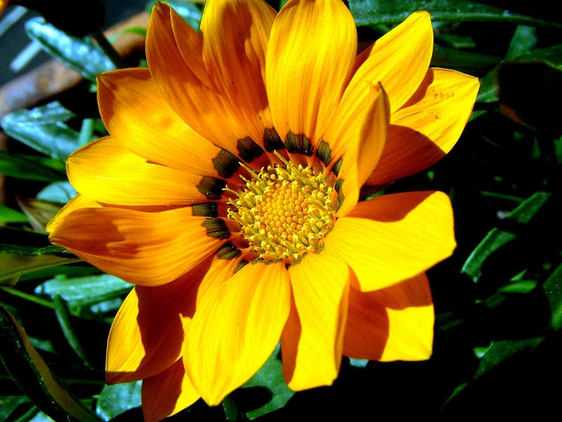DSCF0036.JPG