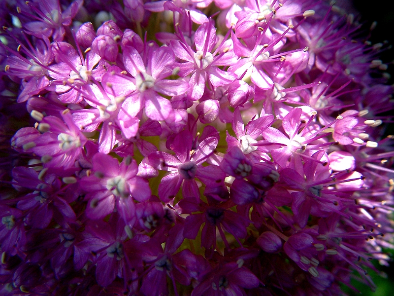 DSCF0038.JPG