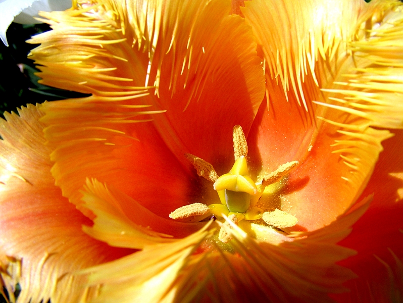 DSCF0388.JPG