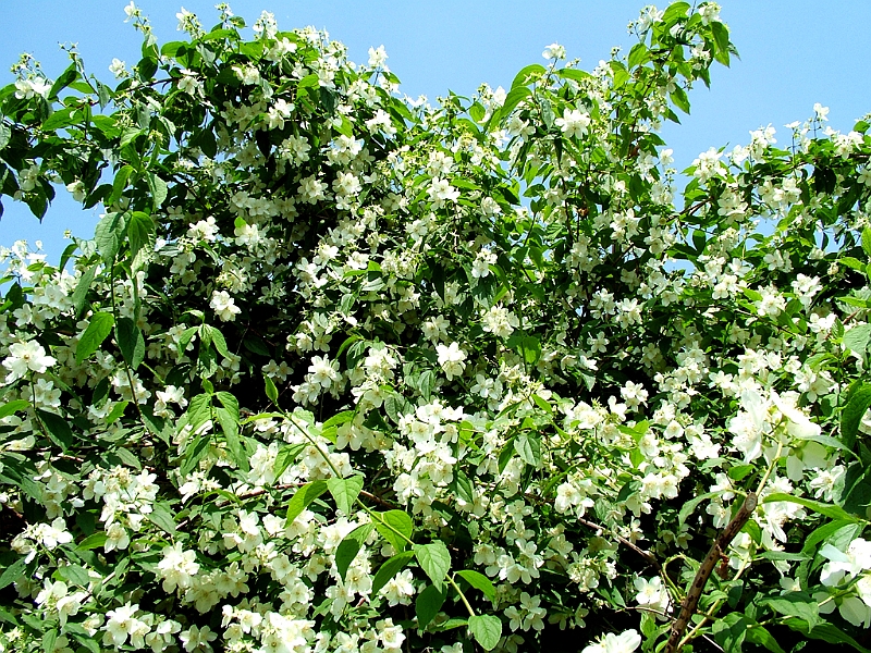 DSCF2051.JPG