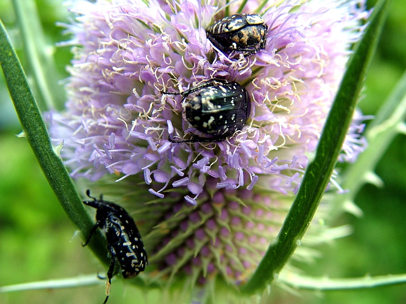 DSCF2246.JPG