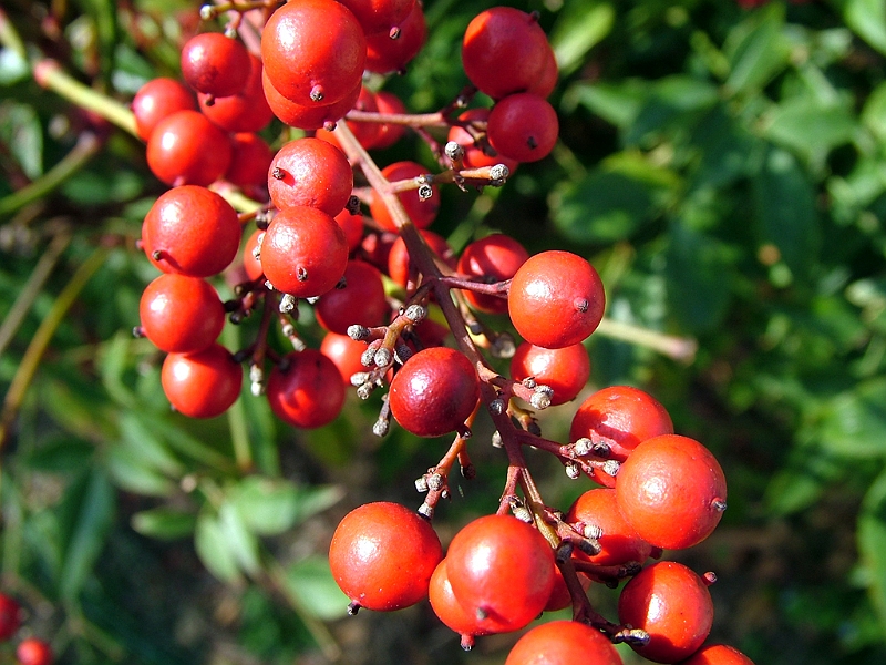 DSCF3105.JPG