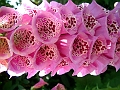 DSCF0013