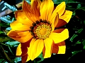 DSCF0036