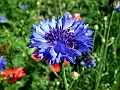 DSCF0041