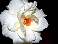 DSCF0053