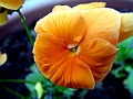 DSCF0096