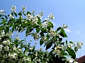 DSCF2053