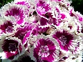 DSCF2060
