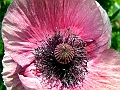 DSCF2061