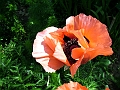 DSCF2065
