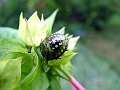 DSCF2767