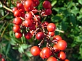 DSCF3105