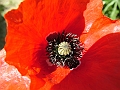 DSCF3460