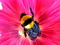DSCF3475