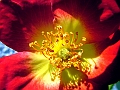 DSCF7222