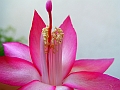 DSCF7232