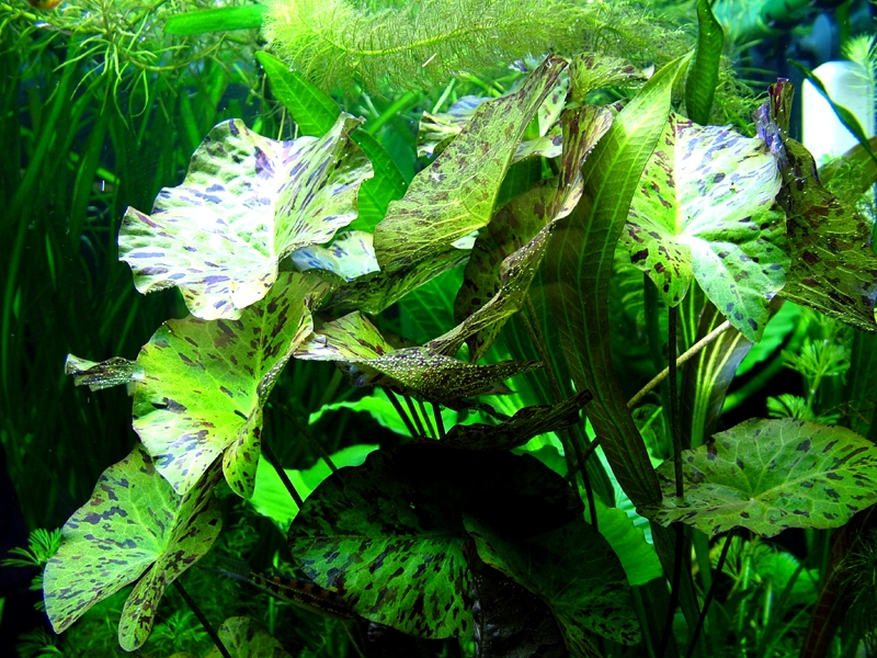 DSCF5617.JPG