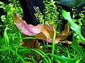 DSCF4666