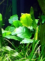 DSCF4671