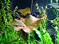 DSCF4724