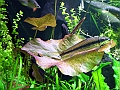 DSCF4729
