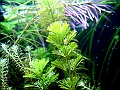 DSCF4809