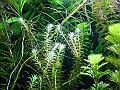 DSCF4810