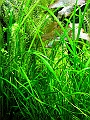 DSCF4955
