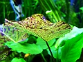 DSCF5562