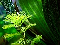 DSCF5585