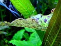 DSCF5599