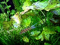 DSCF5602