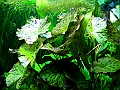 DSCF5617