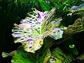 DSCF5618