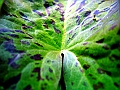 DSCF5621