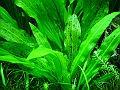 DSCF5630