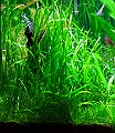 DSCF6536